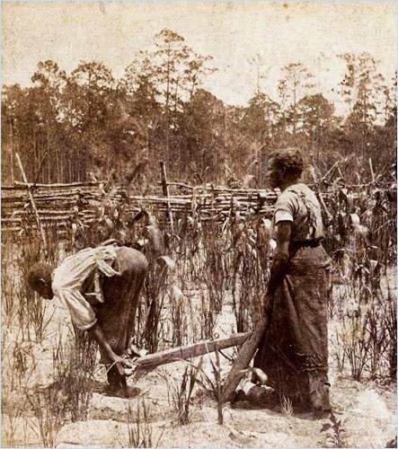 Slavery in the Rice Fields