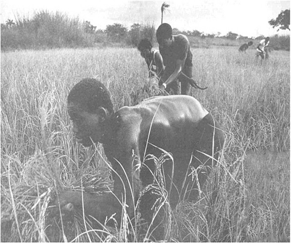 West African Rice Cultivators